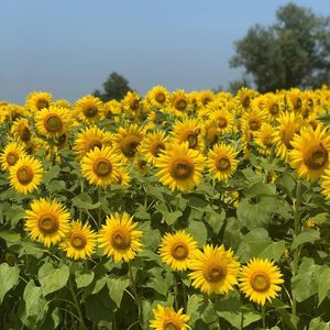 Meet your Posher, Maya